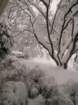 snow1025_small.jpg